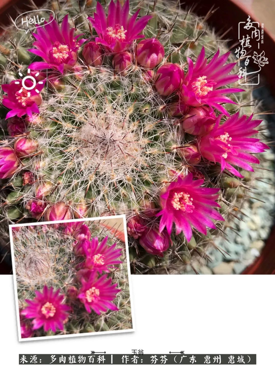 养花|一种爱好就是一种境界，养花养多肉可以培养一个人的心境！