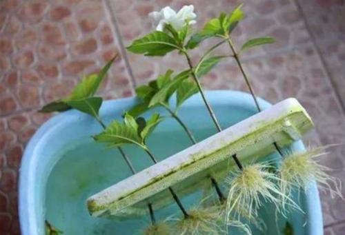 种花|5种花,6月扦插正当时,越热生根越快,现在繁殖几盆成大户