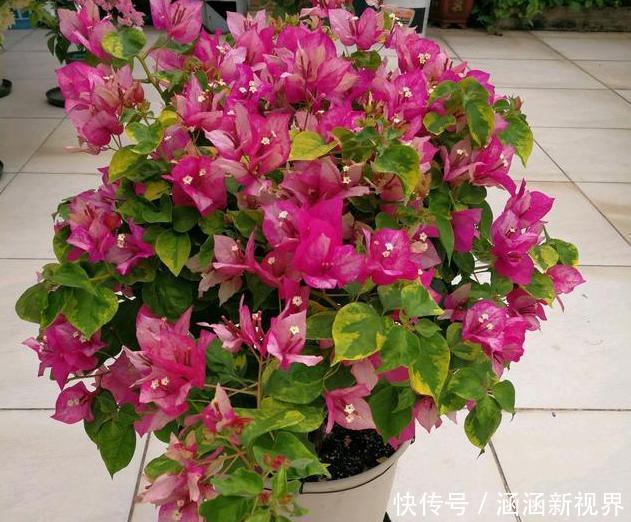 养花|养花浇水是个难题远离''4种水质''，花根不易腐烂化水