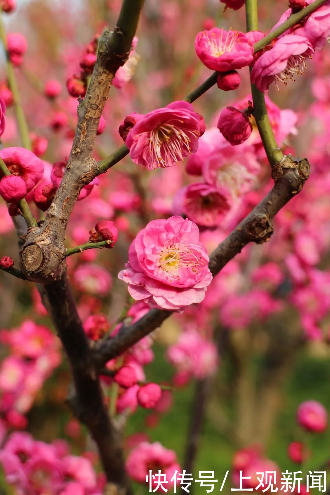 走进|梅开五福！普陀这里简直“美爆了”