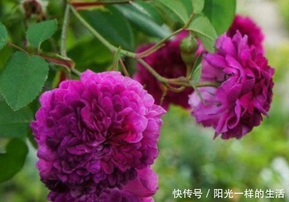 新手养花,不如养盆花中精品“紫玉玫瑰”,花色浓艳,娇艳欲滴