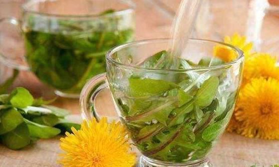 清热解毒|医生提醒:一壶蒲公英水可喝到医院去,有4个“禁忌”需知晓!