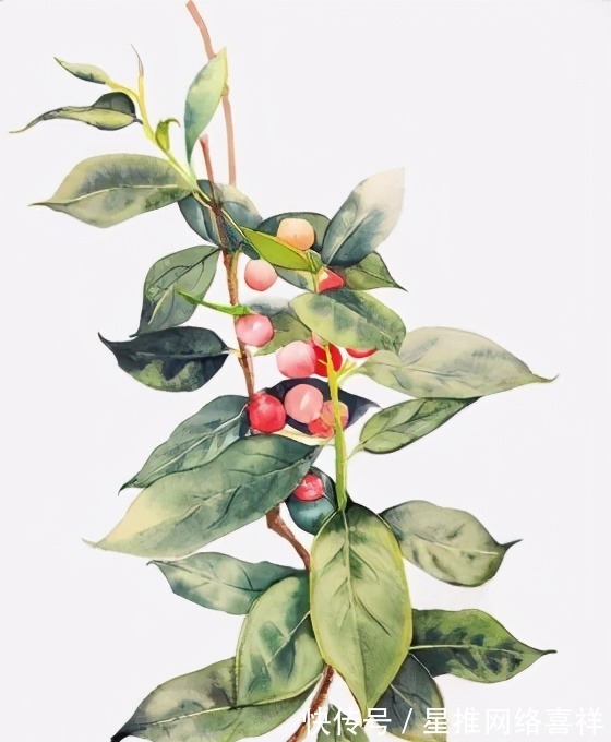 快乐|红豆是相思