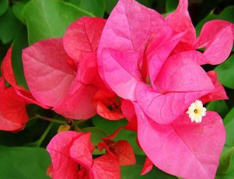 适合春季养的花,好活易爆盆,花开媲美玫瑰,花朵姿态万千,美