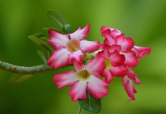 仙气十足的几种花卉，花姿妖娆，四季繁花似锦，美极了
