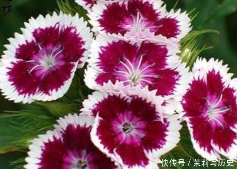 花色|此几款花卉,花色丰富艳丽,香气又好闻,超迷人的