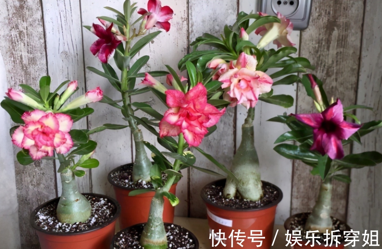 养花|养花贵精不在多,3种花入手不后悔,谁看了都喜欢