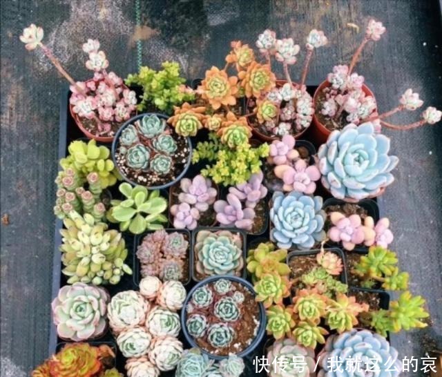 夏天养多肉,有2点容易被忽视,做好了个个长得胖,有精神!