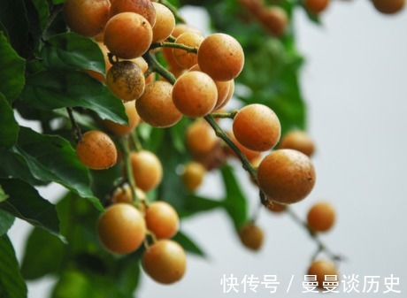 更香|无论男女，晚上当零食吃几颗，美容养颜，补心安神，夜里睡更香