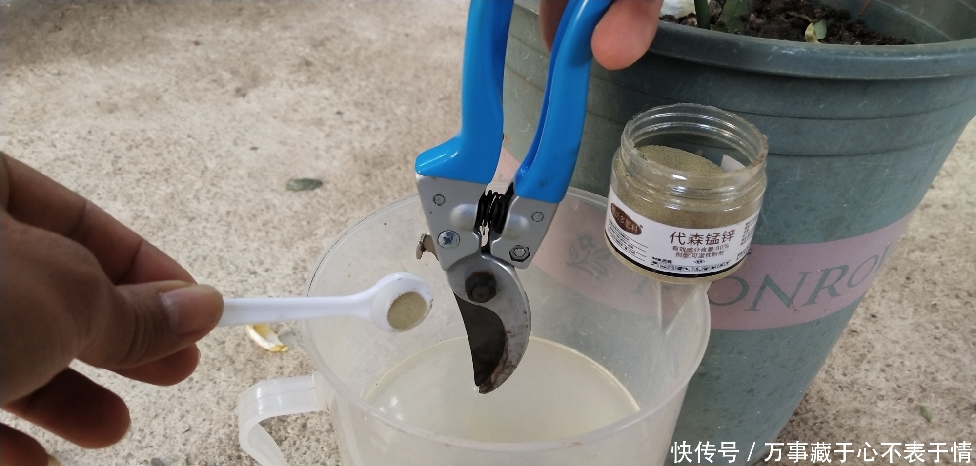 给月季修剪,严格按照四步走,尤其是第三点不能漏