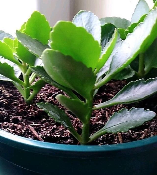 5月养长寿花,注意3个养护技巧,还能再开几茬花,叶大花更美