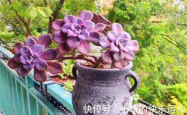 新手养多肉,就养6种“普货多肉”,简单养就有状态,满是成就感