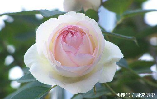 颜值超高的花卉,一年四季花开不停,阳台开成花海,漂亮好养