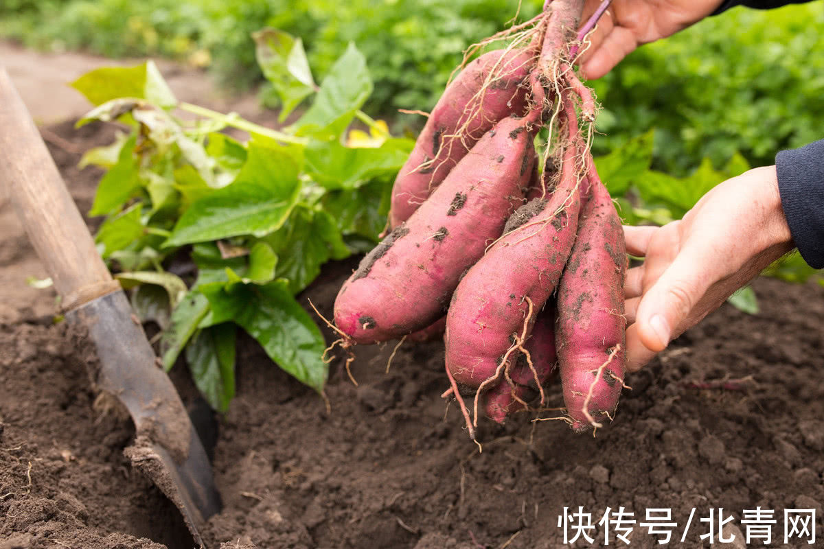 淮山药|秋分，除了大闸蟹，这些也要吃点