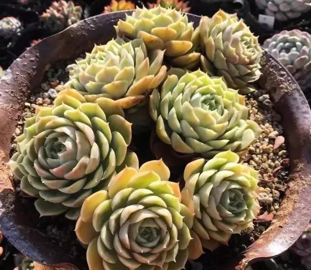  养肉|养肉人的初心：喜欢多肉的这几年，你变了吗？