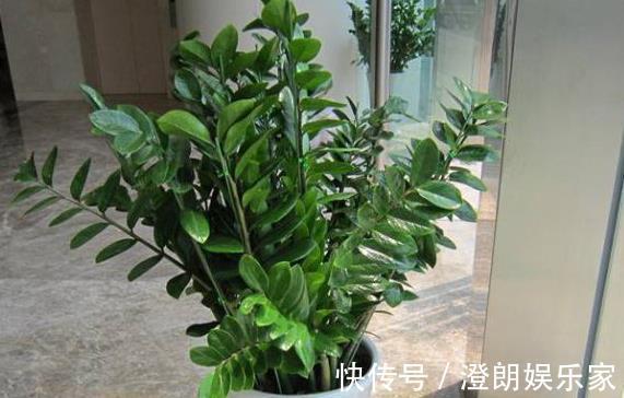 金钱树|“2种树”家里养,比“君子兰”好看,放阳台上养2年,变值钱!