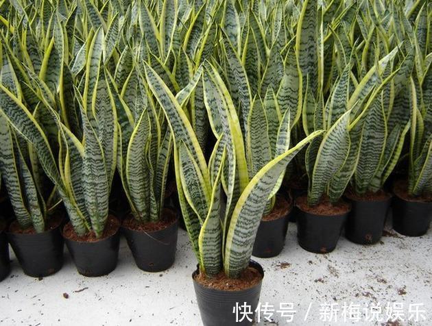 吊兰|这10种盆栽好看又好养，净化空气，但多数家庭都养了最后一种