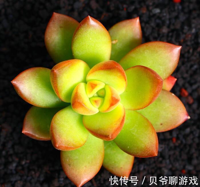 3种“颜值高”的多肉,却“让人欢喜让人优”,别把它们当宝