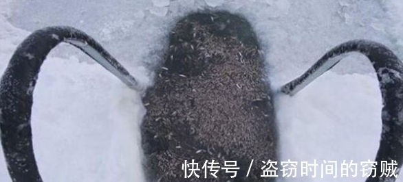 俄罗斯|冬季俄罗斯小哥在结冰湖面凿了个大洞，结果水面堆满了数千条鱼！