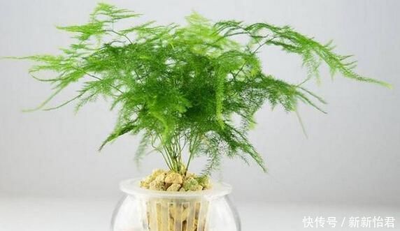 万能肥|养花“万能肥”,路边捡几块,分分钟让文竹、吊兰“爆盆”