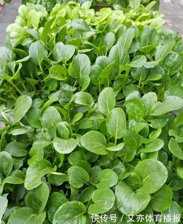 家里的油桶作用大，别扔，一个月不愁菜吃