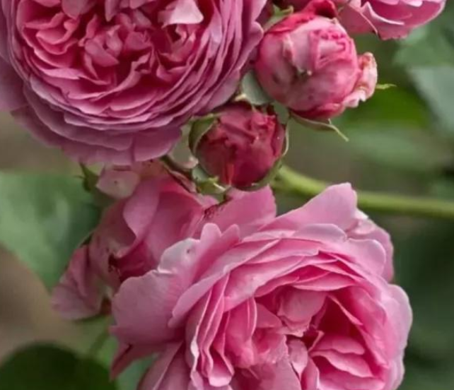 仙王座月季,来自浪漫的法国,一款浓香型的灌木月季