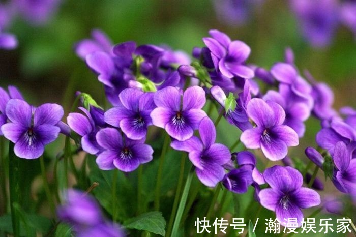 紫花|这花是神话里的美女变的，却在荒地里到处长，挖回家有大作用！