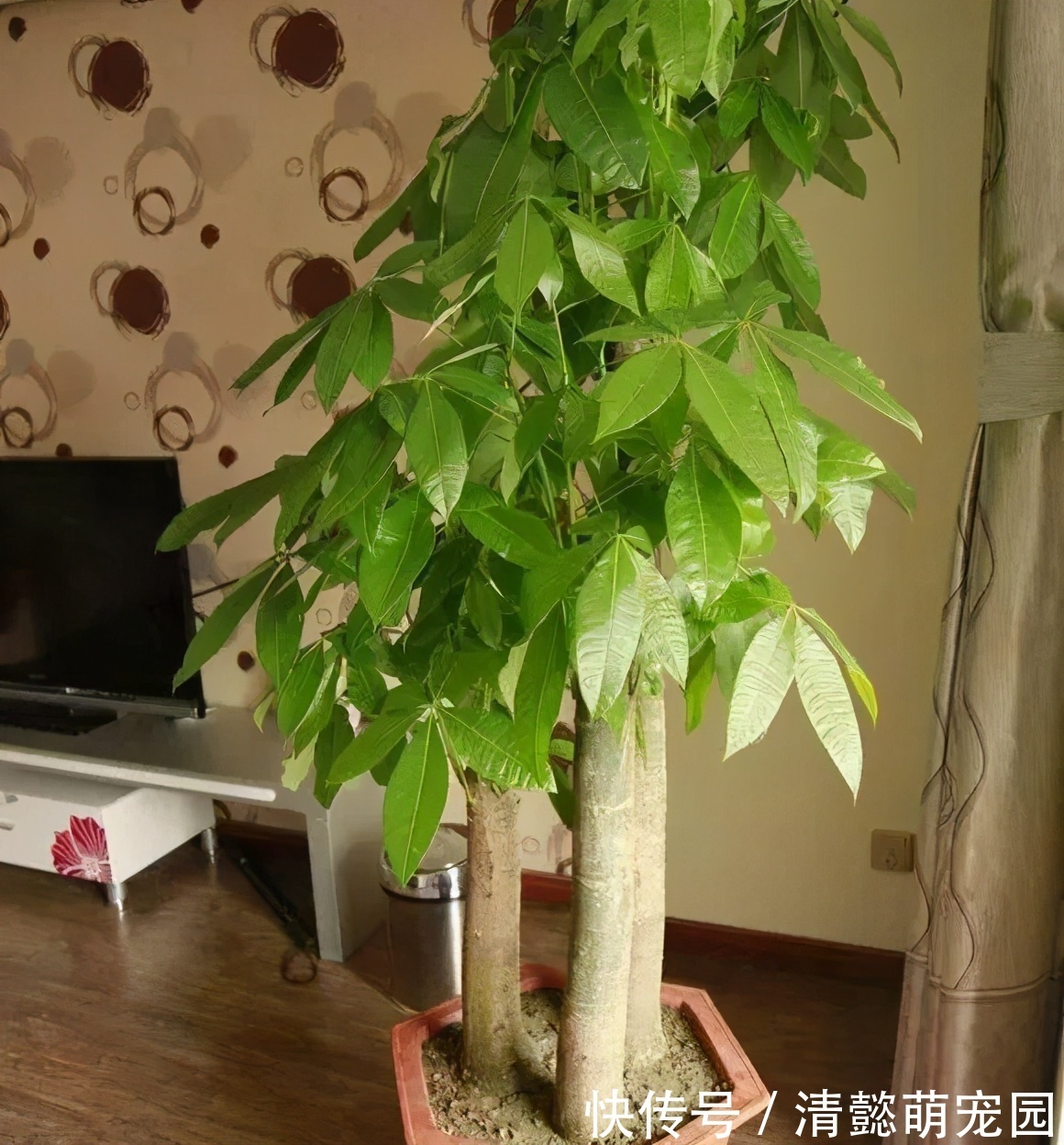 发财树有“三怕两不喜”,难怪怎么都养不活,看了可规避