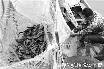 大鱼|广西右江，这些“肥硕大鱼”在岸边游荡，却无人去捞