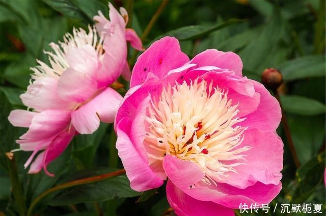 懂行的人冬天坚决不买三种花,哪怕很便宜,也不白花钱!