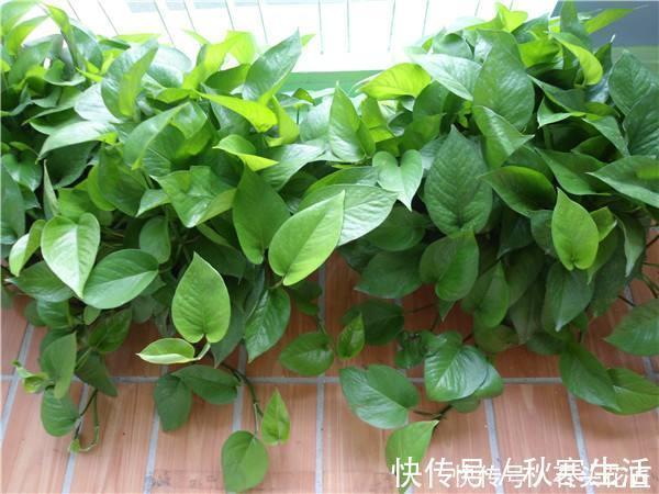 搬新家之前，一定要养“这6种花”，除“甲醛”效果好