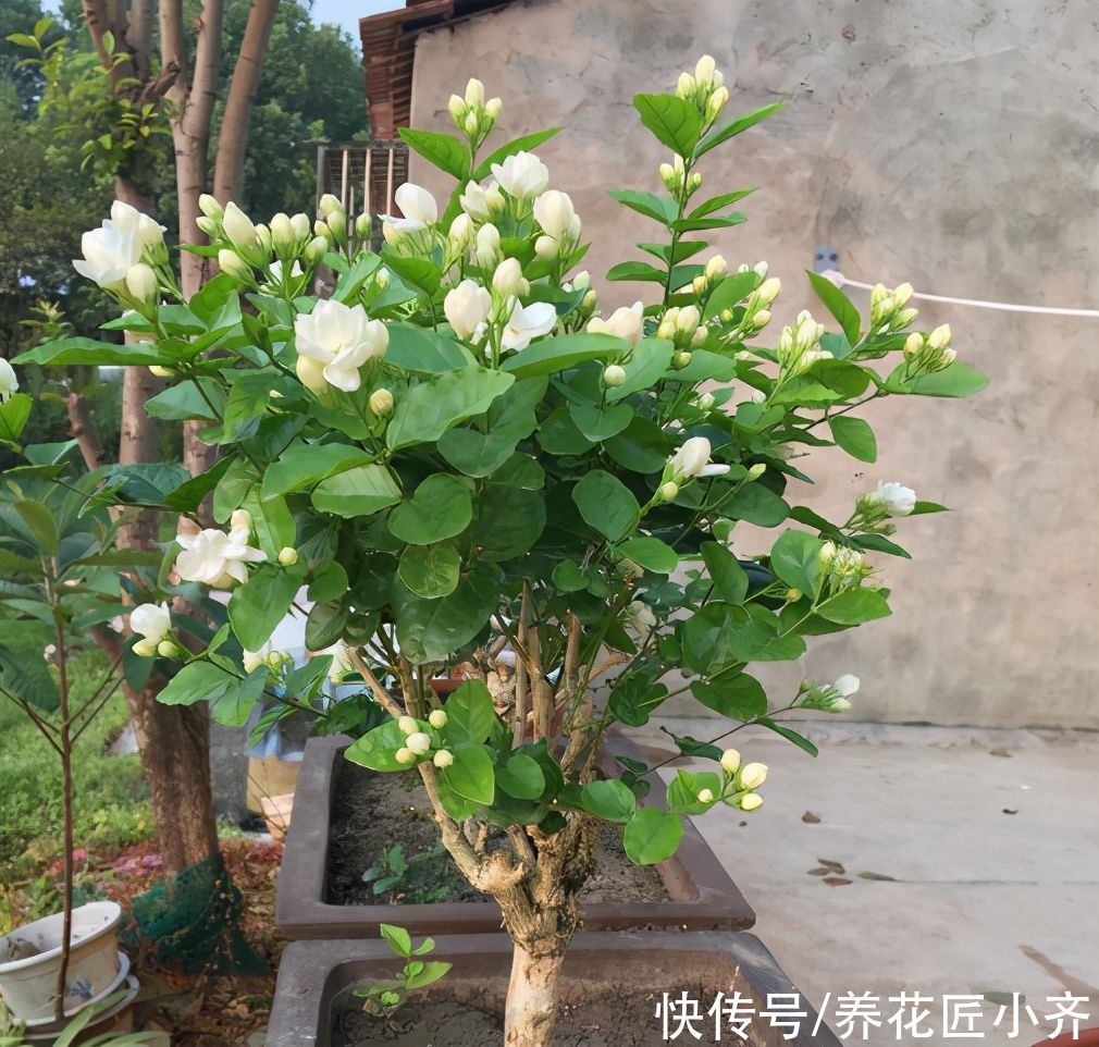 夏季|夏季天热光照强，但是这几种花要使劲晒，晒得越狠，越容易开爆盆