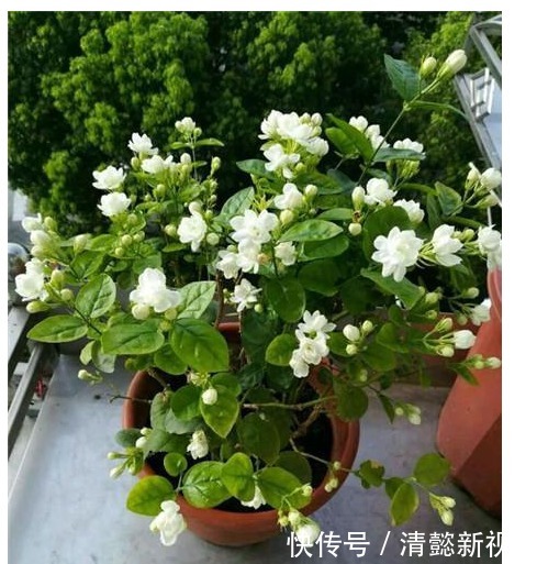 花友们|老花匠养茉莉,每次浇水加点酸,茉莉开花上瘾,半年会开了4次