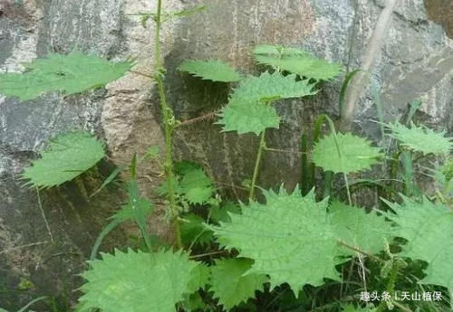 农村里|农村一种野草,人称“蜇人草”,过去见到就拔,如今是一味良药