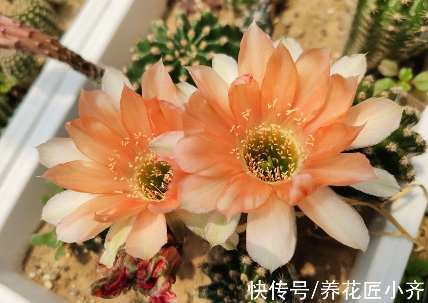 只有少数人才知道的仙人球“虐养”技巧,你若学会,就能花开不停