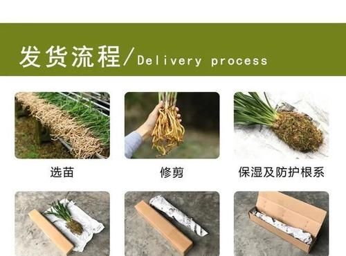 你觉得兰花怎么样？