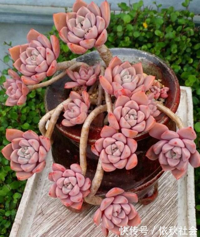 热不死的6种多肉,夏天暴晒也没事,越热越好看