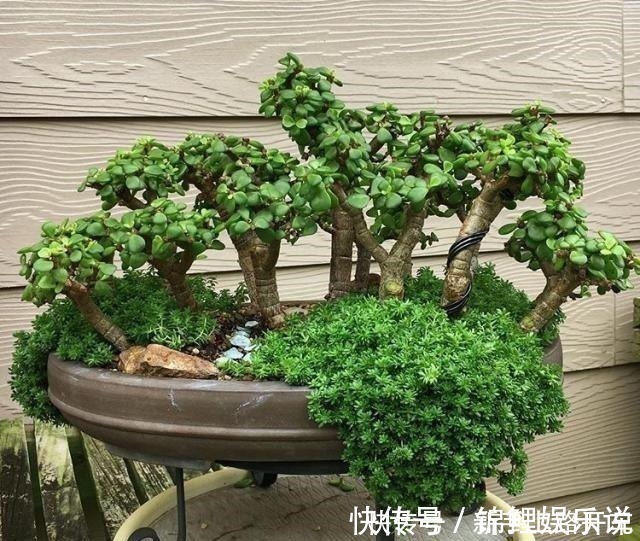 养护|2种花“不值钱”,花匠教3招,几年养成“盆景树”,1盆上千元!