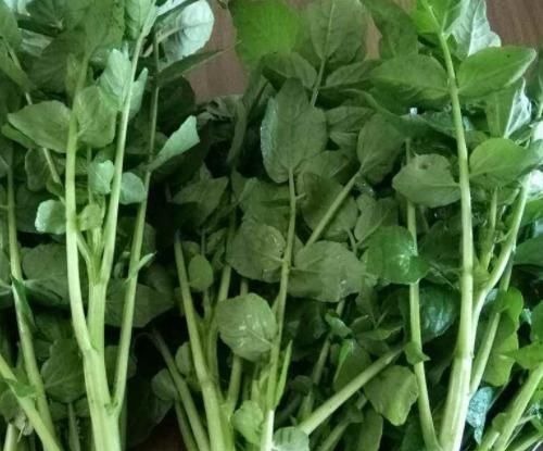 西洋菜|只有子宫好了皮肤才好,聪明女人都爱吃四种食物,预发子宫早衰