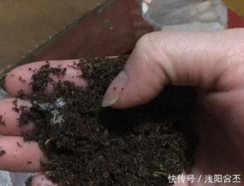 养金边吊兰，盆底放一把干树叶，三月后疯长爆盆，叶多穗多特别旺！