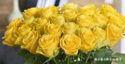 喜欢菊花,就养盆“精品玫瑰”金香玉,花开如桃吐丹霞,亲切妖娆