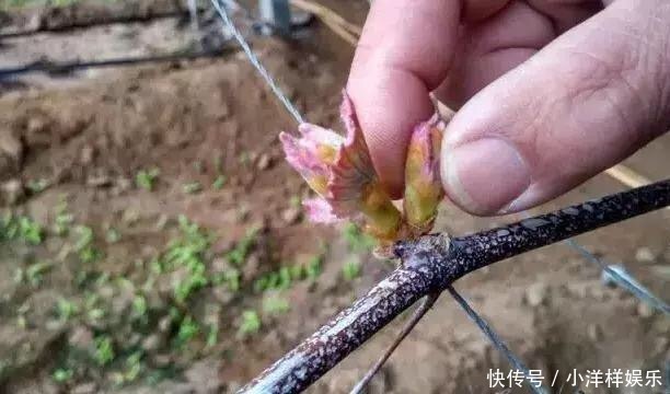 养花修剪“学问大”,老花匠教你怎么修剪,才能突突冒花!