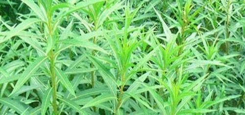  天然的“养肝王”被发现了，常吃排出体内毒素，肝越来越好