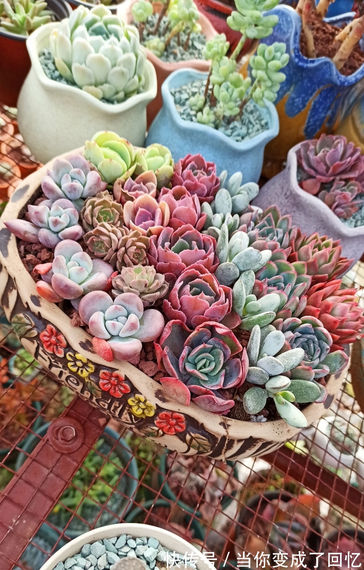 关于多肉拼盘,4个要点不能忘,不然很难养好