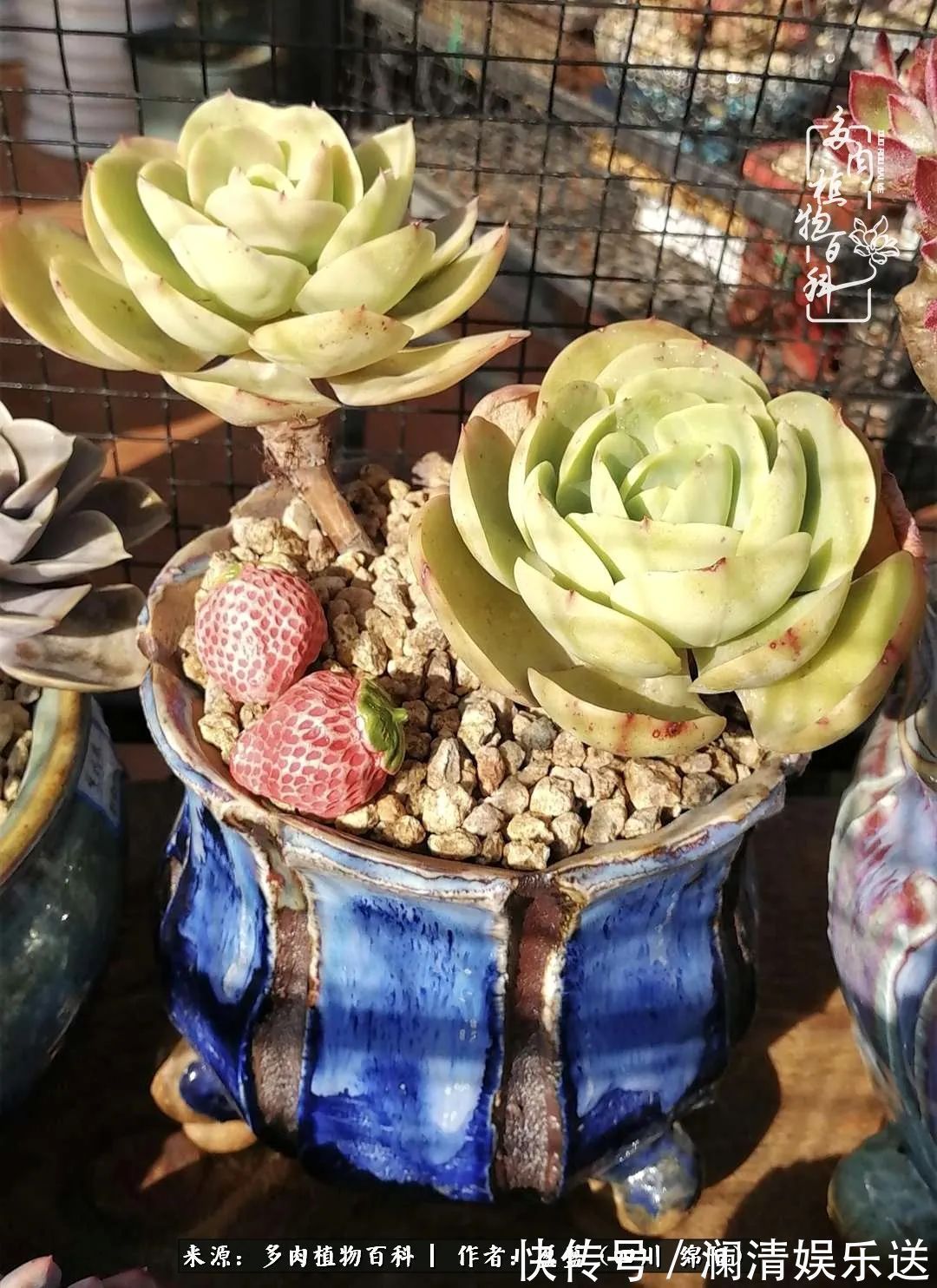 一定要爱着点什么,恰是草木对光阴的柔情!