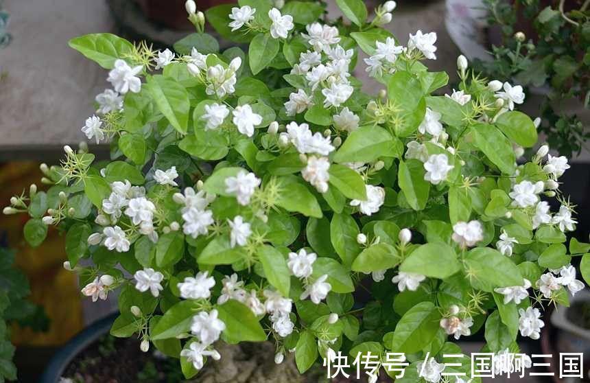 8种花“作用大”,香气满屋能泡茶,你养着花漂亮,花养着你健康