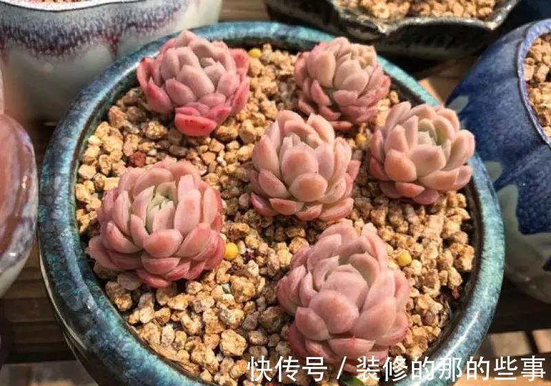 酸碱度|养花全靠1句话，这样养花保证能活