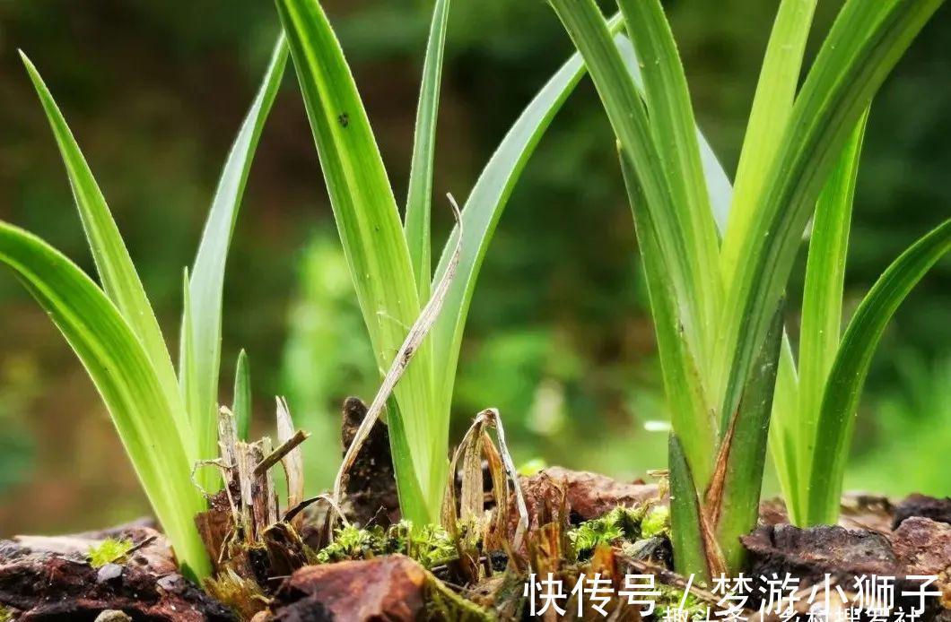 这样的兰花,还能恢复生机?兰友都不敢相信了