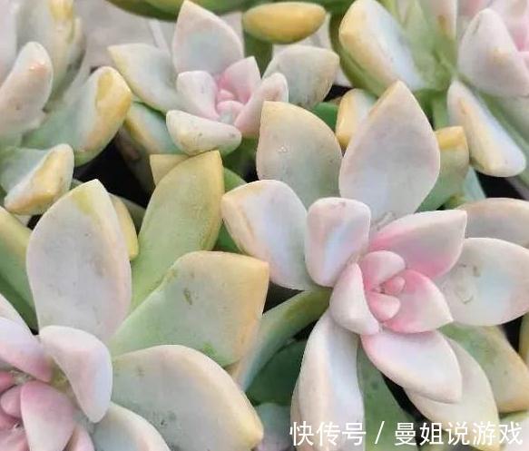 多肉紫雾怎么养殖，掌握5点，出状态粉嫩粉嫩的，太漂亮了