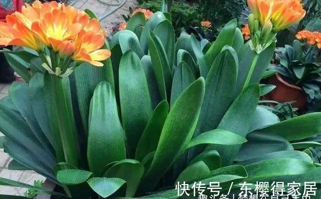 君子兰|九月养君子兰,三个位置补点水,“新叶稠密”单次绽放上百朵!
